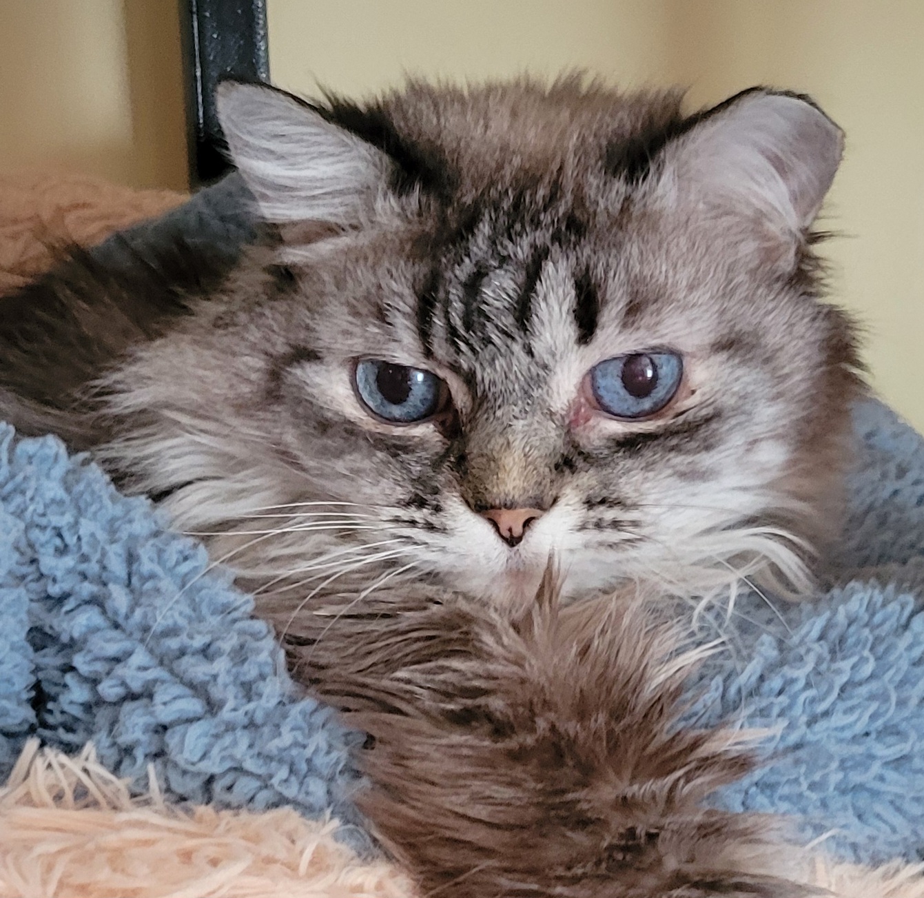 Bo Cat Bo – Ferrell Hollow Farm Sanctuary